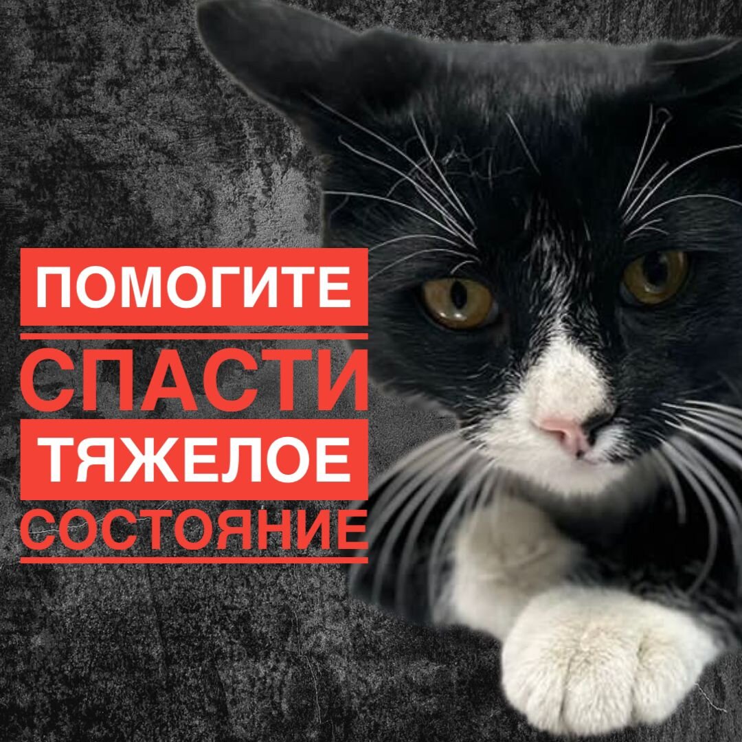 День стольника для животных картинки