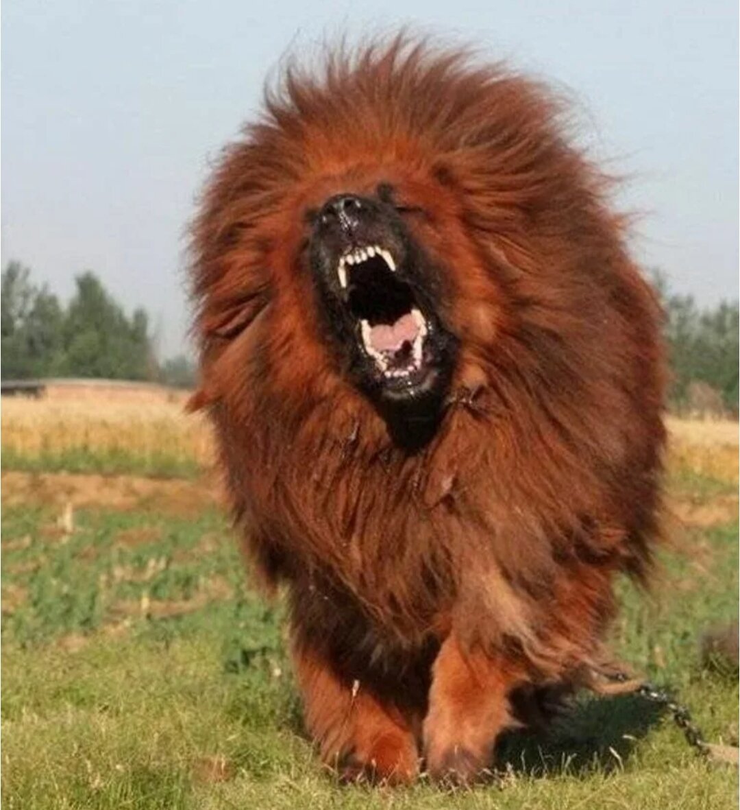 Фото из интернета.