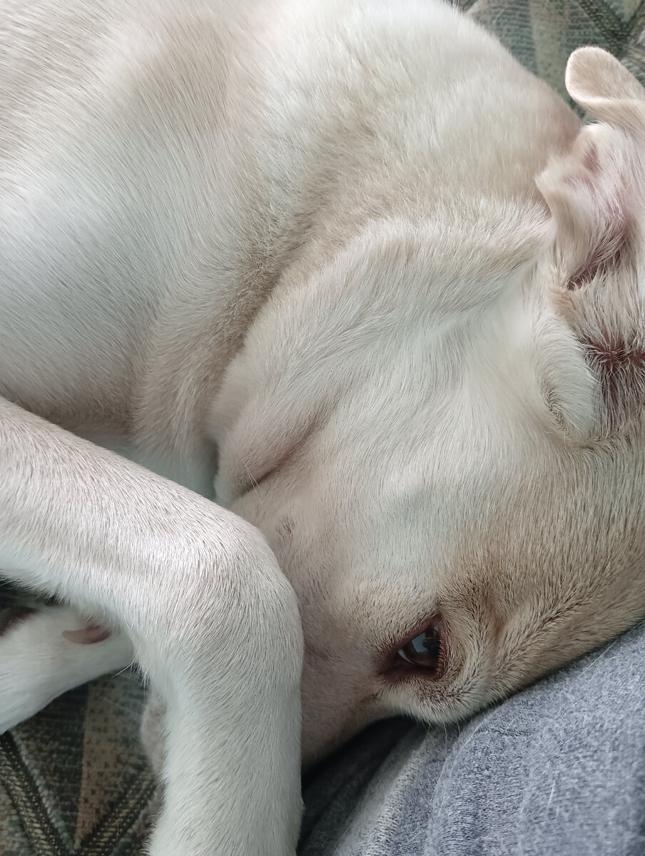 Попросила Тильку гавкнуть для фото. Говорит :"Не-е, я стесняюсь!"