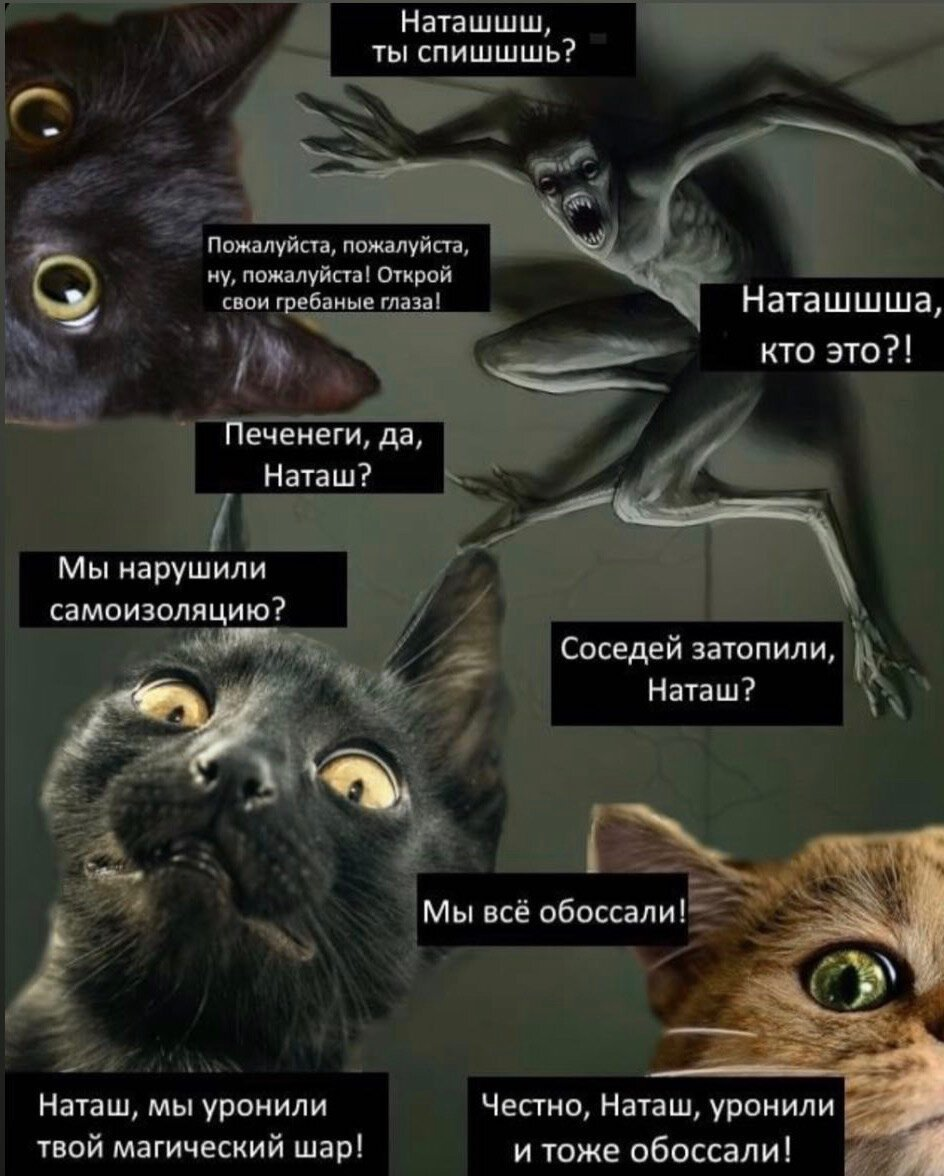 Наташа котики картинки