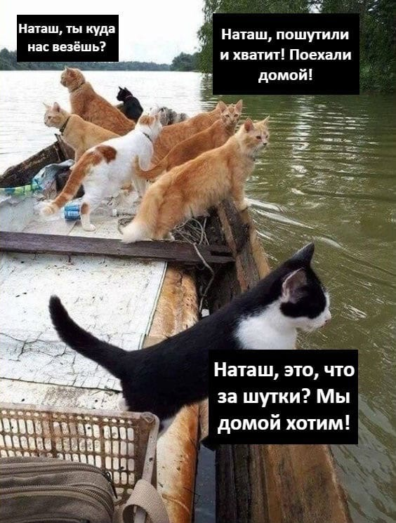 Ты что куда ушла то. Наташа и коты. Демотиваторы Наташа и коты.