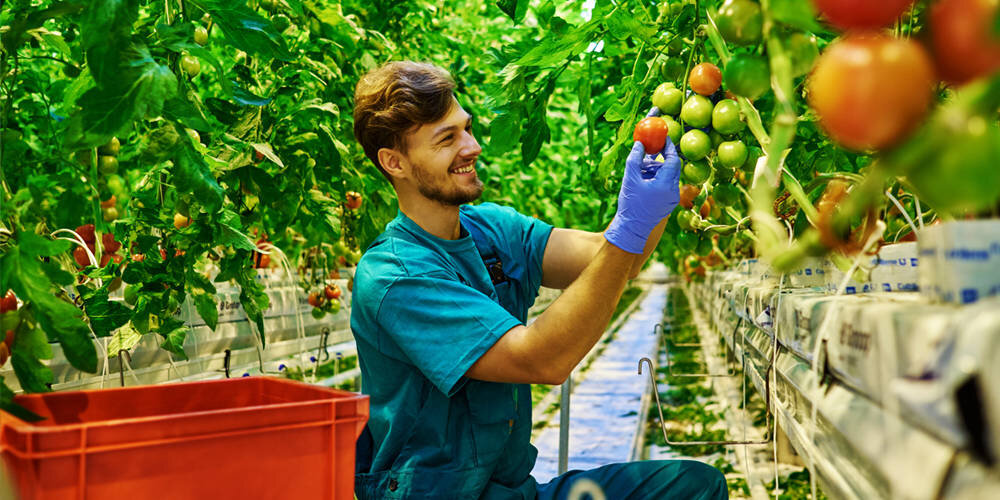 Частный фермер ухаживает за своим урожаем