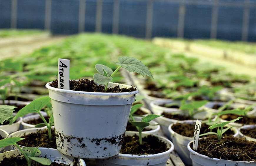 Саженцы в теплице