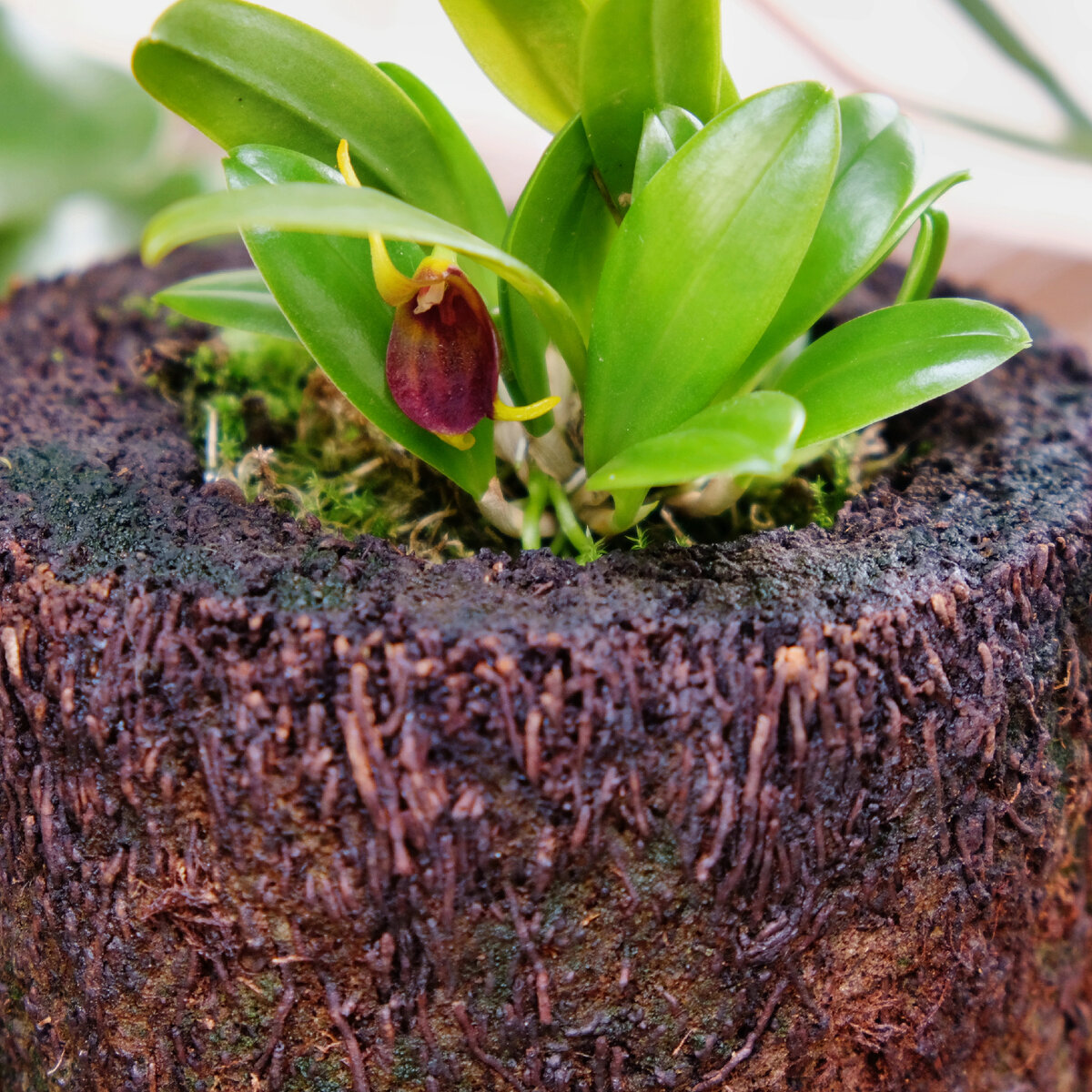 Орхидея масдеваллия