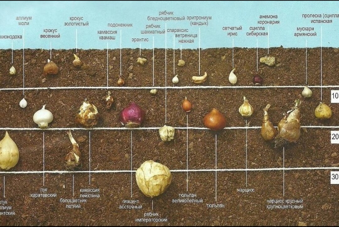 Осень луковицы. Схема глубины посадки луковичных. Глубина посадки луковиц тюльпанов. Глубина посадки луковичных цветов. Глубина посадки луковичных цветов осенью.