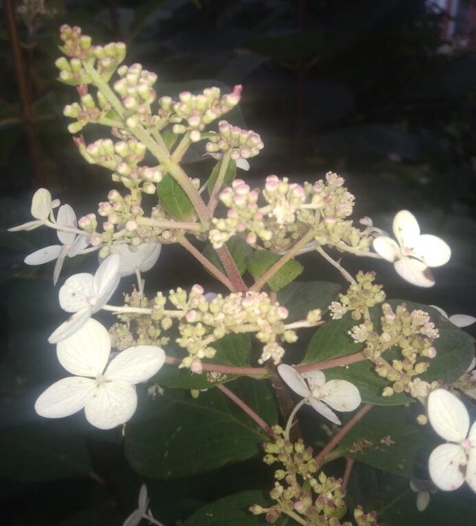 уж небо осенью дышало...)