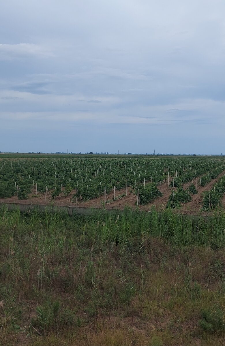 Виноградники Дагестана