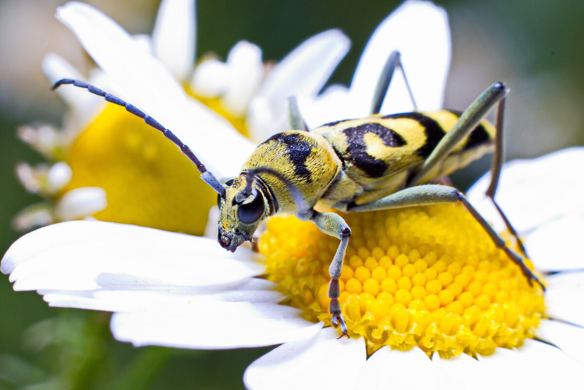 Усач изменчивый, или клит изменчивый (лат. Chlorophorus varius)