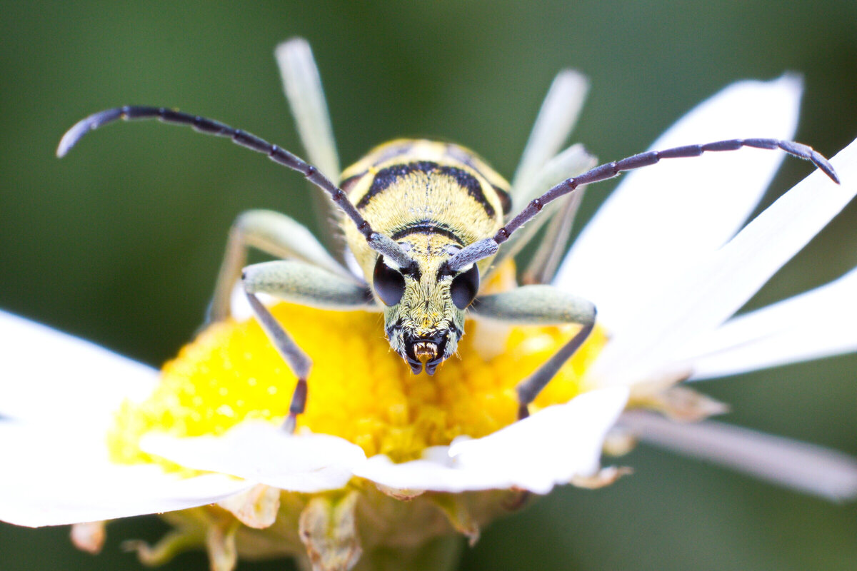 Усач изменчивый, или клит изменчивый (лат. Chlorophorus varius)