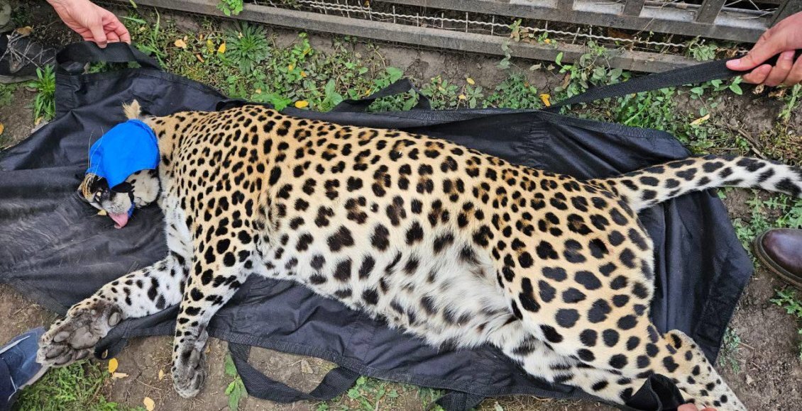    Фото: t.me/zapashnyru