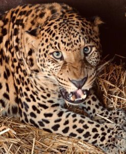    Фото: t.me/zapashnyru