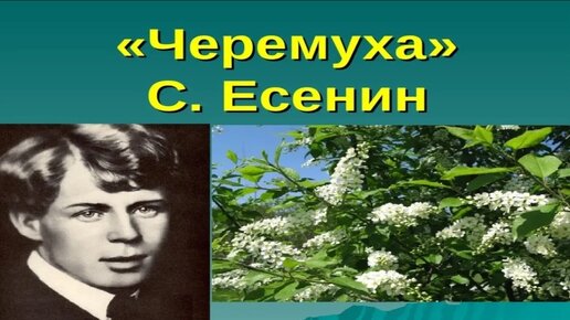 стих черемуха душистая с весною расцвела слушать. черёмуха душистая рисунок к стихотворению. черёмуха душистая с весною есенин. стих черемуха душистая с весною расцвела слушать. есенин с.