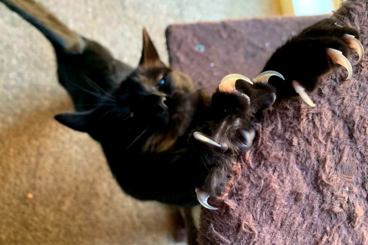 Когти кота. Кошачий коготь. Котик с когтями. Кошка выпускает когти