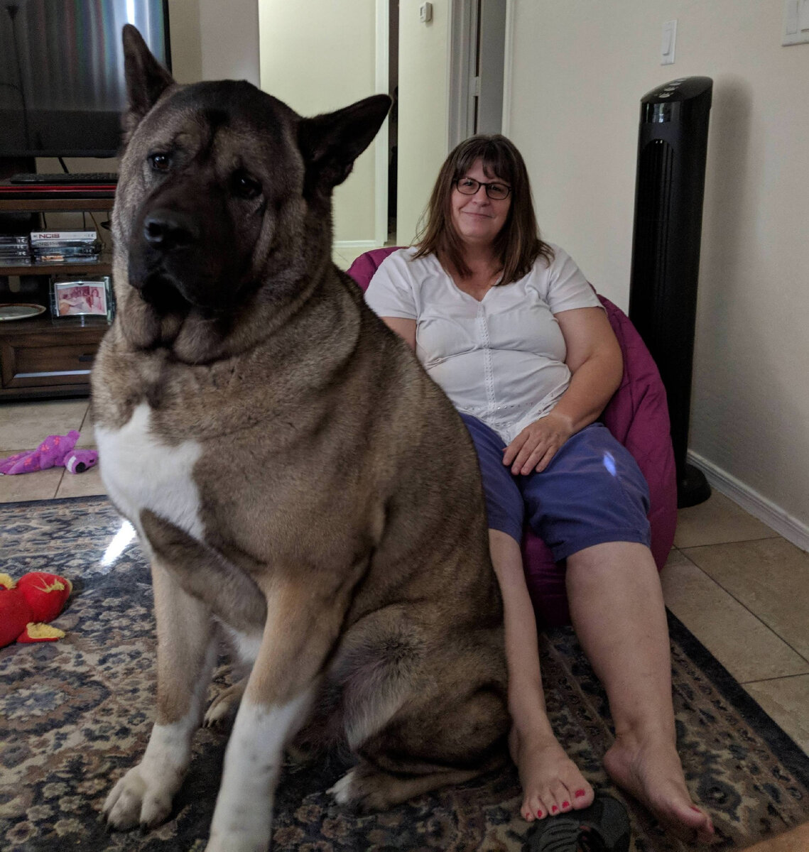 Мне не нужна каменная стена. Мне достаточно вот такой пушистой. 