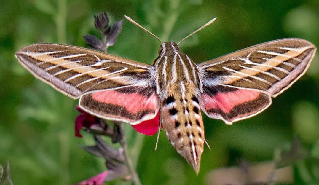 Огромная Бабочка похожа на Колибри!