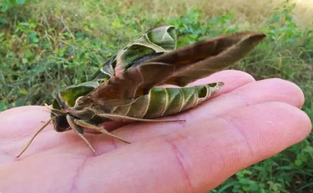 Бабочка на пол-ладони!