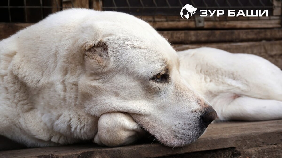 Снижение риска сердечно-сосудистых заболеваний: