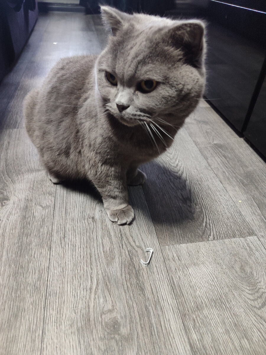 Кошка Лора