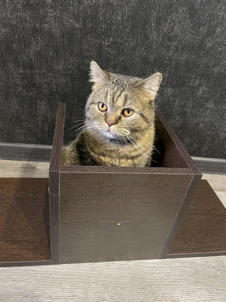 Кот Бабайка ➡➡➡листайте дальше