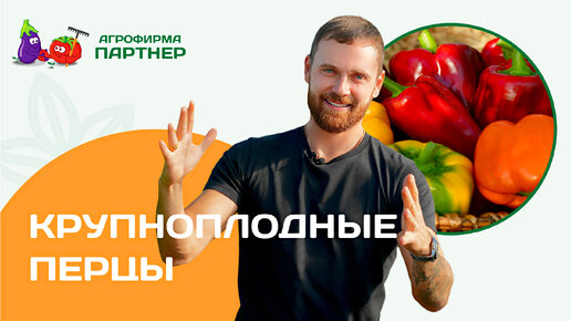 Download Video: Крупноплодные перцы