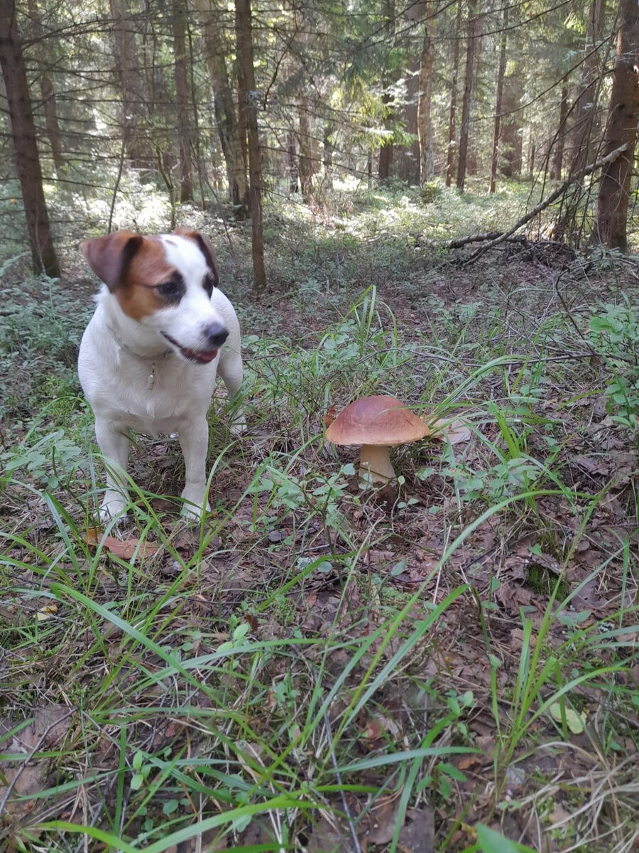 Автор фото Фея быстрого полёта