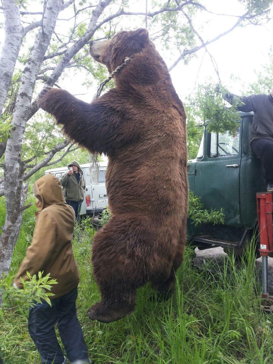 Медведь механик