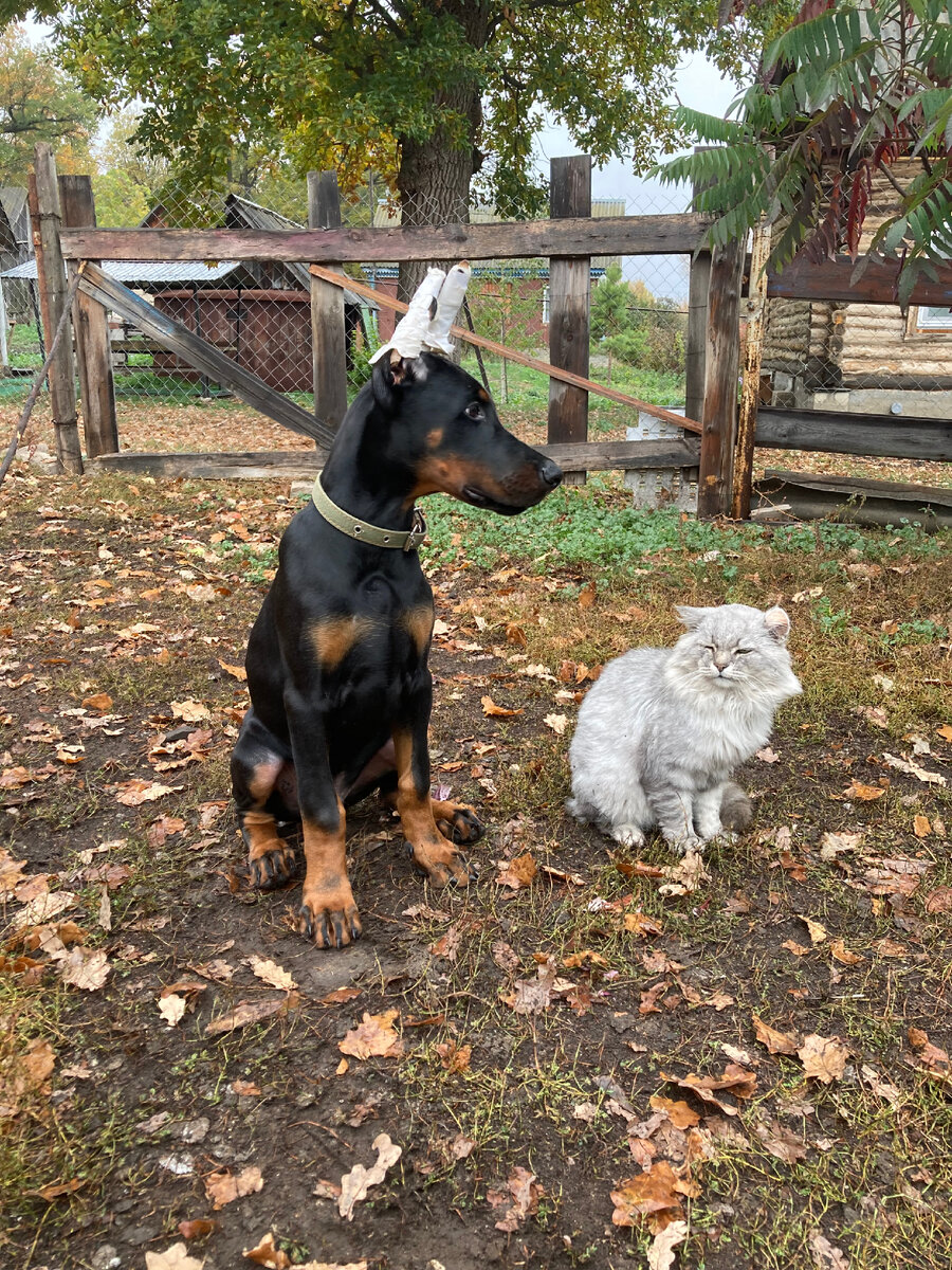 Первая встреча Ареса и Пуха