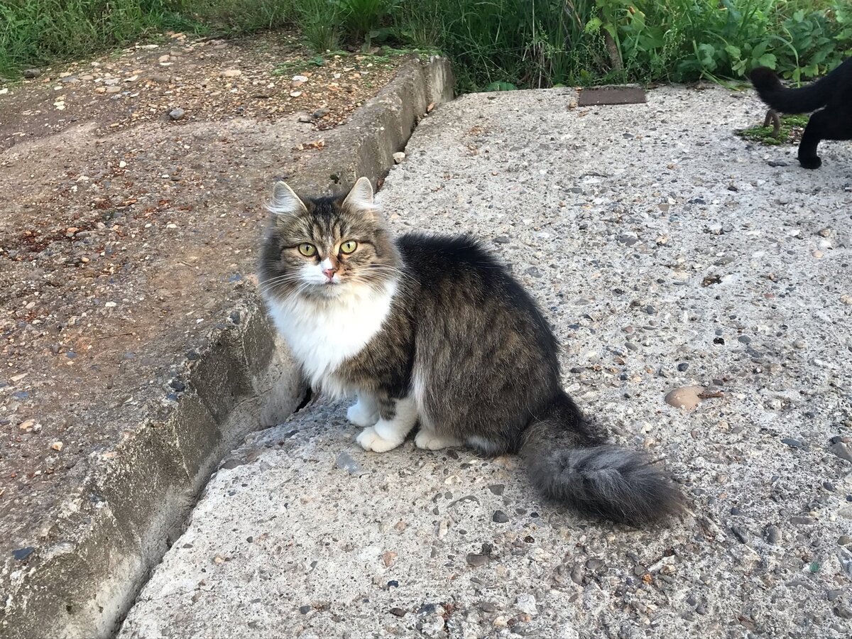 Несколько дней подряд за этой кошкой приезжали новые хозяева, но поймать её не удавалось 