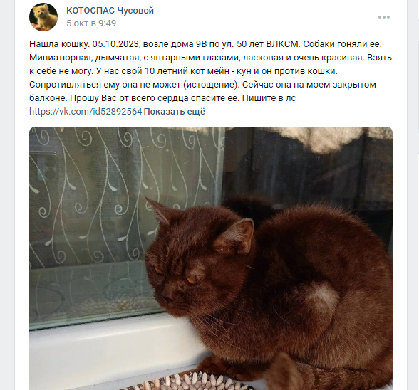 Хорошо, что нашлись добрые люди и временно приютили кошку, несмотря ни на что.