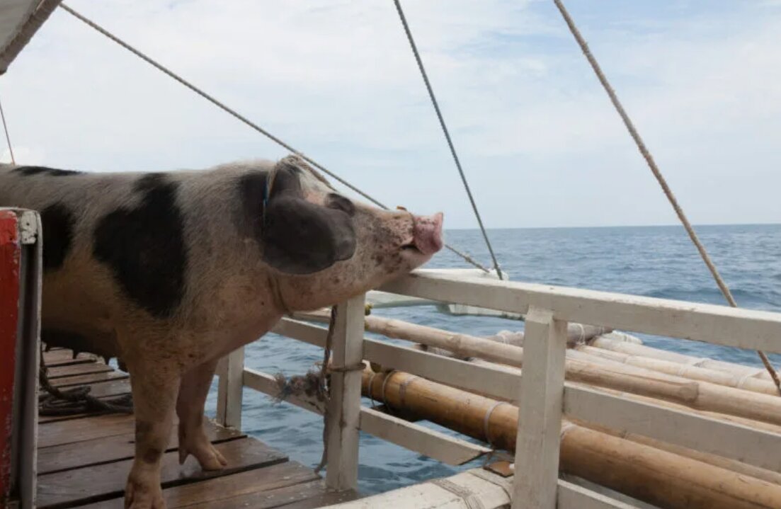 Для чего раньше английские моряки брали свиней на корабль, если они их там  не ели | БЫЛИ ВРЕМЕНА | Дзен