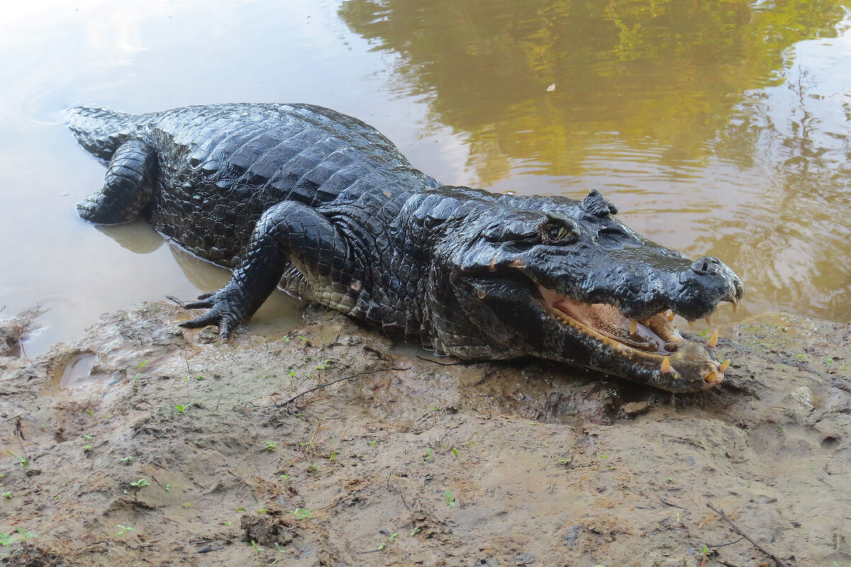 не бойся, мой мясной пирожок, я не кусаюсь..🐊 фото из открытых источников