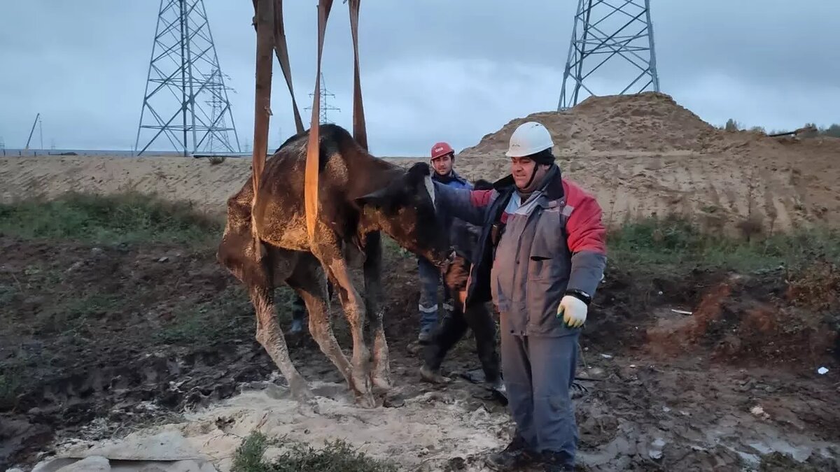    В Выксе Нижегородской области рабочие спасли корову, которая угодила в яму и повязла в грязи. Фотографии они опубликовали в социальных сетях.
