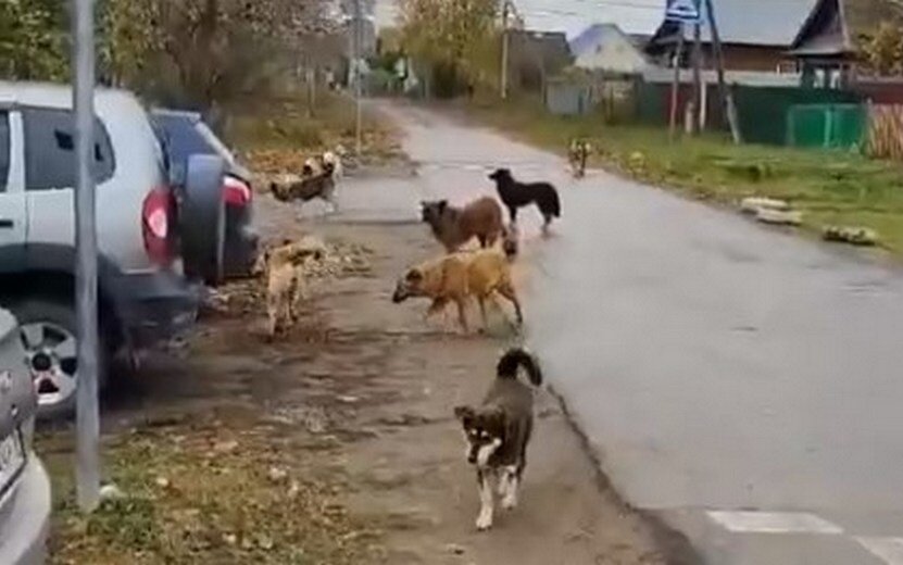    Жители Ижевска жалуются на стаи агрессивных собак у школы в Первомайском районе