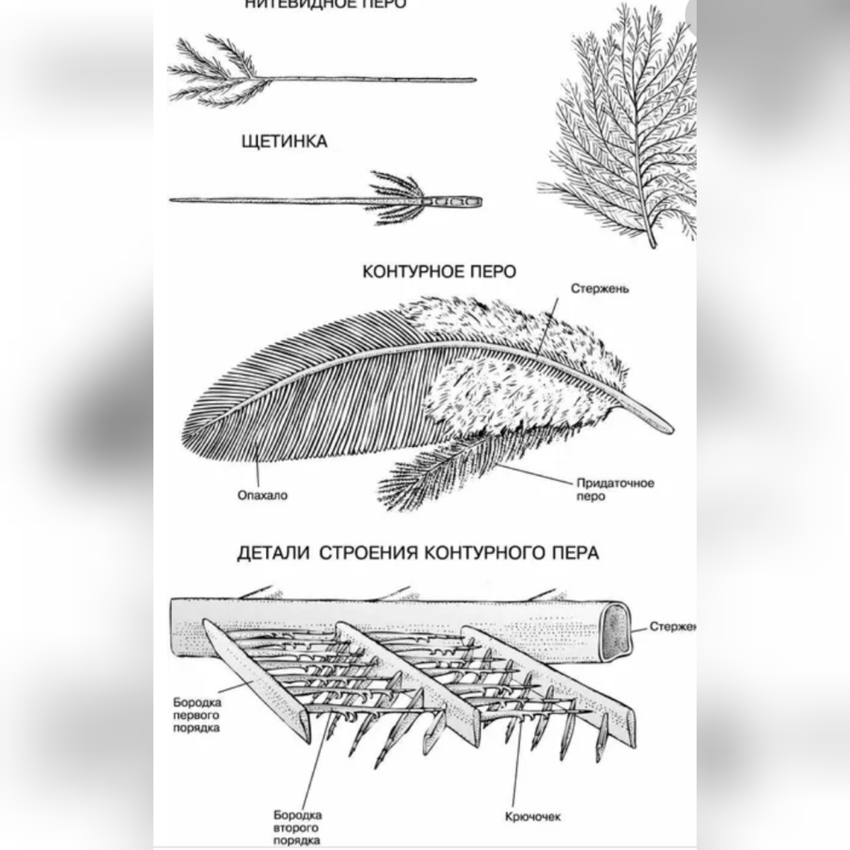 Пуховое перо птицы биология 7. Таблица перьевой покров птицы биология 7. Функции контурного пера. Различные типы перьев птиц. Перья птиц.