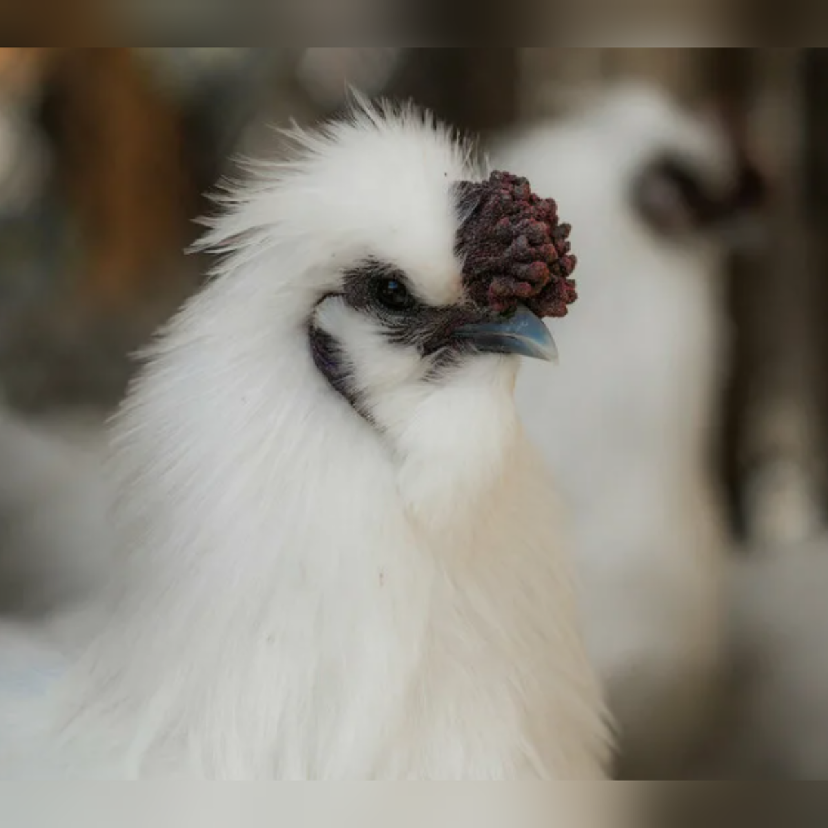 Китайские шелковые куры (silkie) | Птички дзержинск | Дзен