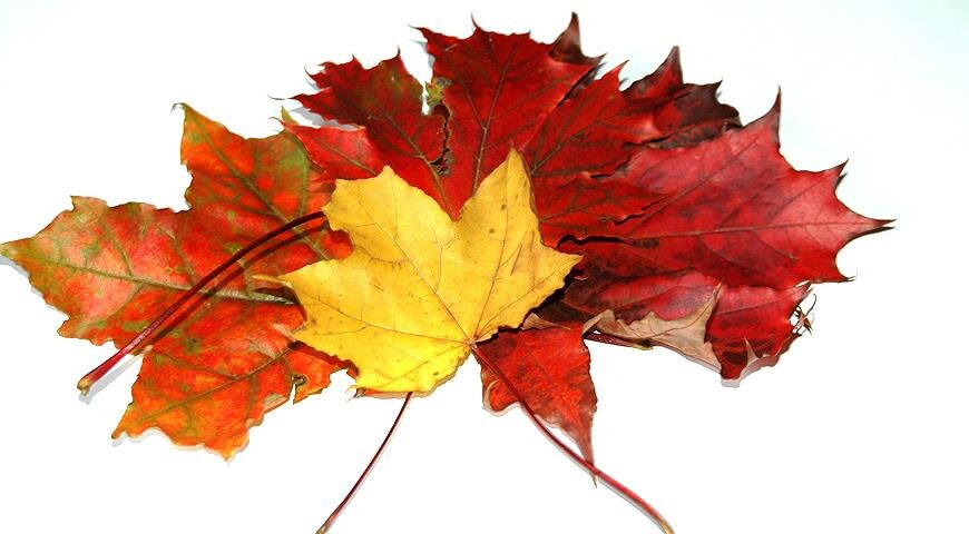 Кленовые листья на ветке, Осенний декор, 67 см, листья клена 8 - 14 см, набор 2 ветки