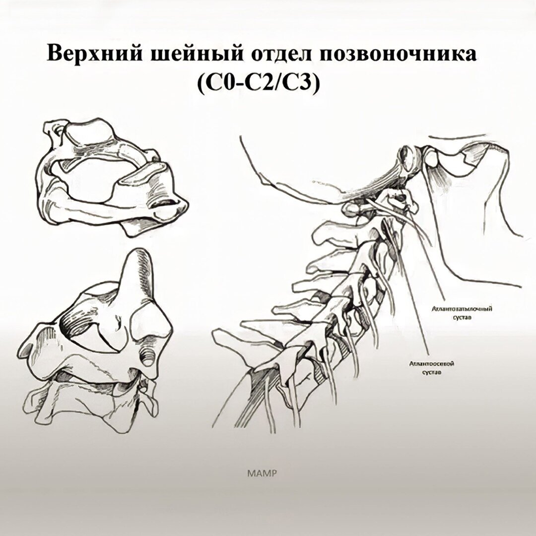 С1 шейный отдел