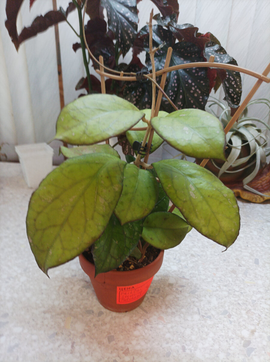 Немного перебрала осеннего солнышка.