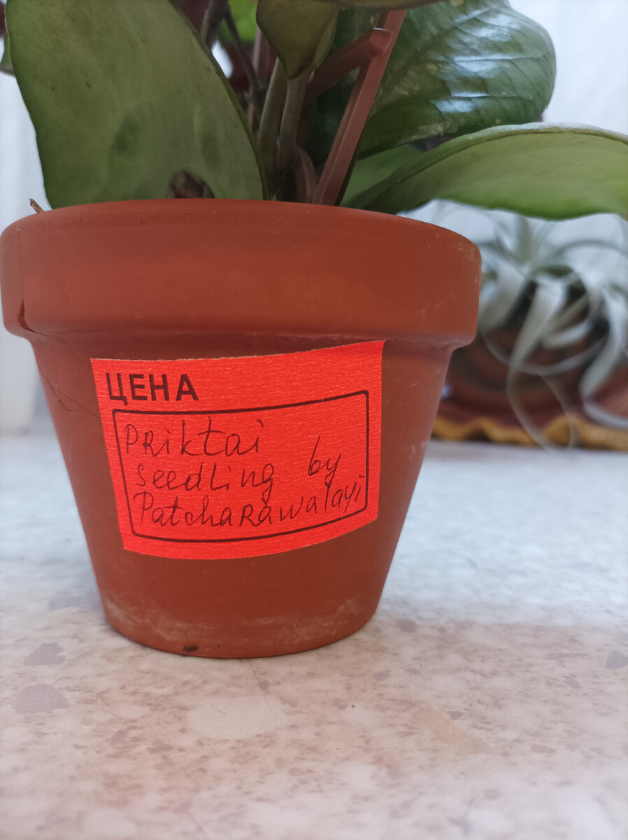 А называется она совершенно непроизносимо: Hoya Priktai seedling (ByPatcharawalai)