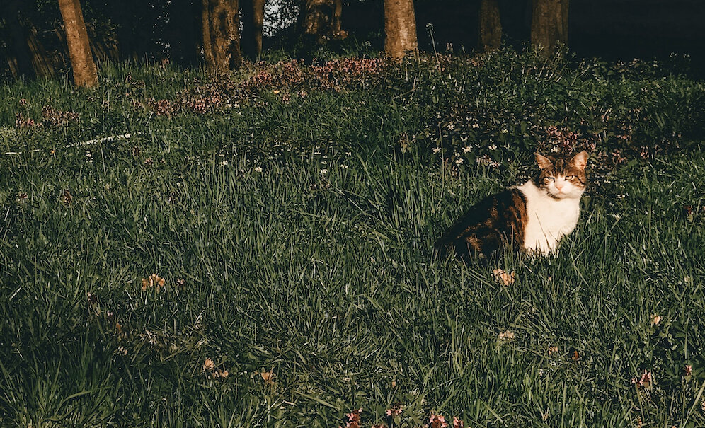 Фото: Charlota Blunarova﻿