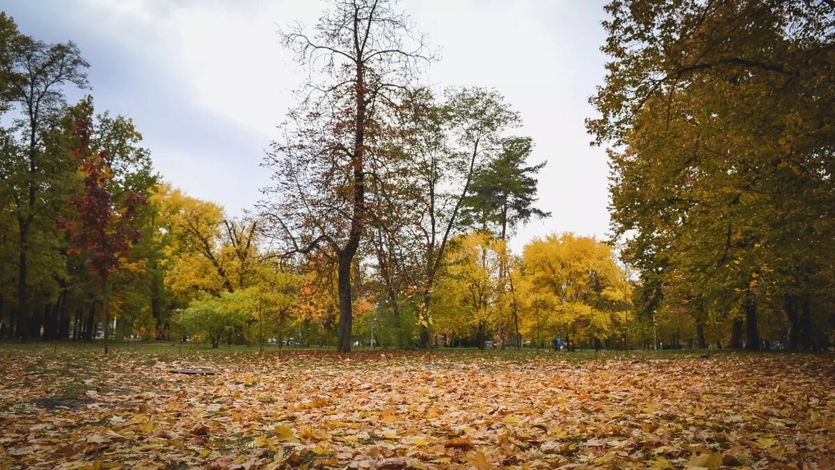     В Нижегородской области вновь станет тепло. Синоптики обещают потепление до +17°C уже в эти выходные, 14 и 15 октября. Об этом NewsNN сообщила начальник отдела метеопрогнозов ФГБУ «Верхне-Волжское УГМС» Ольга Мокеева.