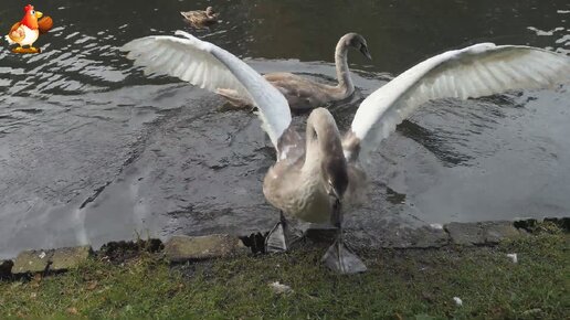 Лебеди и их мощные крылья 🦢🦢🦢 удивительная грация птиц любви и верности 💕🤗😮