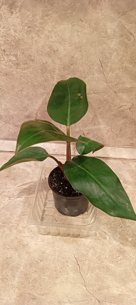 Фото САД В ЦВЕТАХ