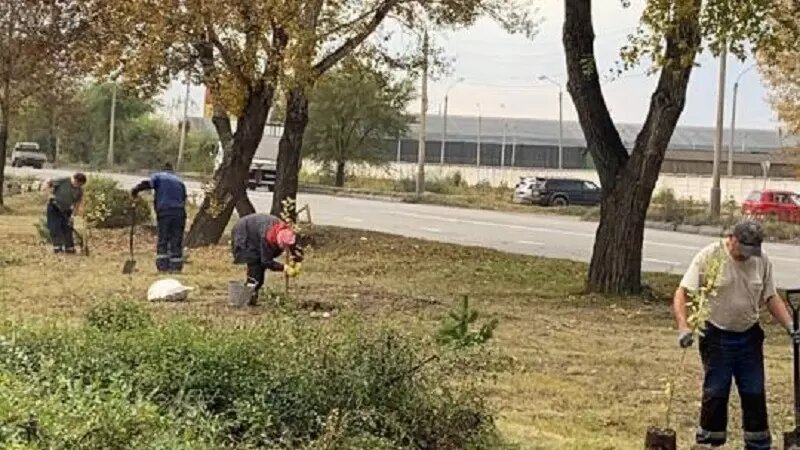     В республиканской столице высадили более 500 деревьев и кустарников, сообщает мэрия Абакана.