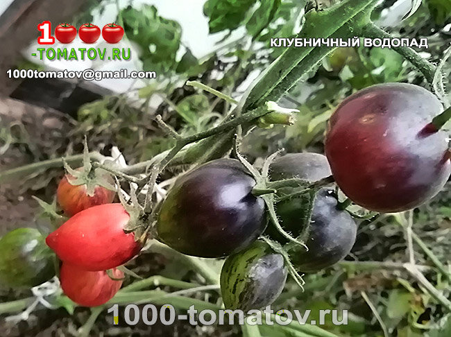 Томат Клубничный водопад фото 2