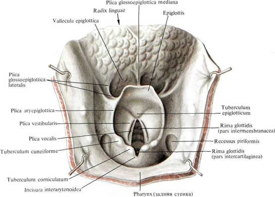 Строение гортани кошки. Иллюстрация из учебника