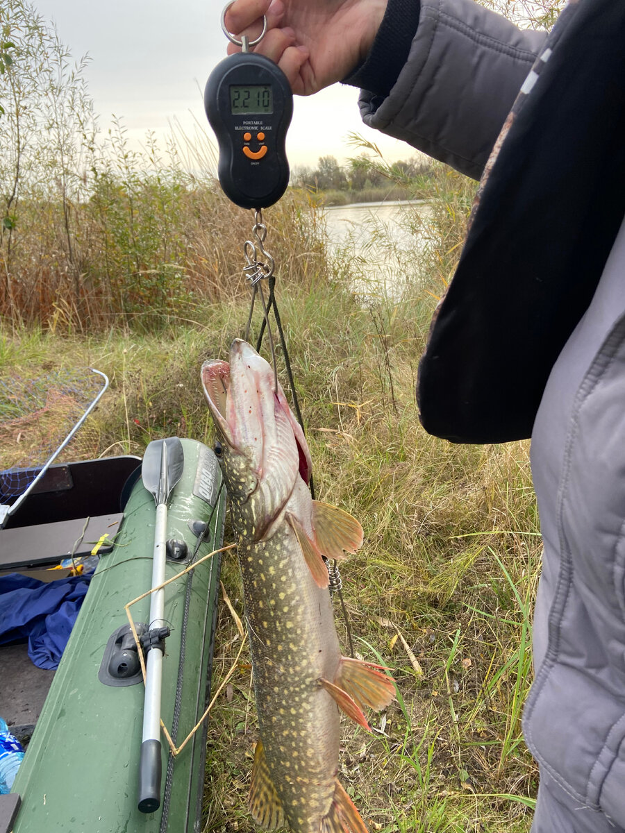 Фото для привлечения внимания. Использовался поводок - струна
