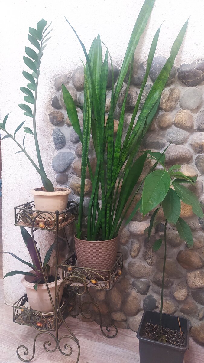 М̠о̠и̠ з̠а̠м̠и̠о̠к̠у̠л̠ь̠к̠а̠с̠, т̠р̠а̠д̠е̠с̠к̠а̠н̠ц̠и̠я̠, с̠а̠н̠с̠е̠в̠и̠е̠р̠и̠я̠ и̠ д̠а̠ж̠е̠ авокадо (временами т̠у̠т̠ обитает) 