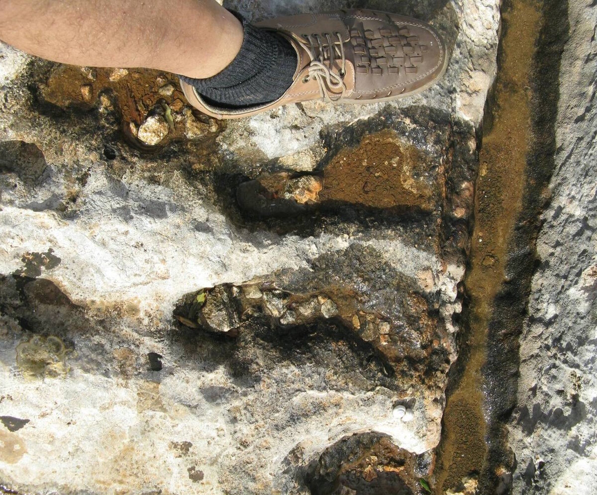 Неогеновые следы в Турции.
Источник фото: https://history.eco/wp-content/uploads/2020/11/foot_prints_raddet-ir-roti_04.jpg