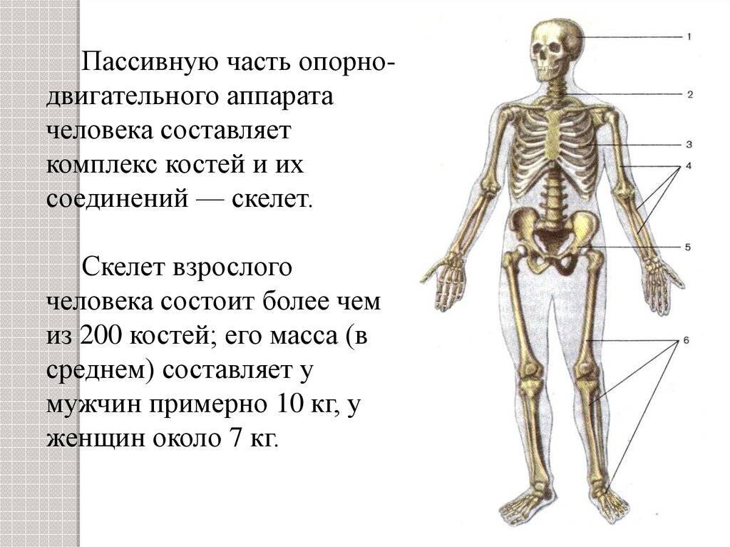 Сколько костей у человека. Масса скелета взрослого человека составляет. Скелет пассивная часть опорно двигательного аппарата. Опорно-двигательный аппарат человека составляют кости скелета. Масса костей человека в кг.